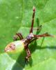 Gonocerus acuteangulatus